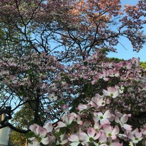 Dirty Divine - A Story